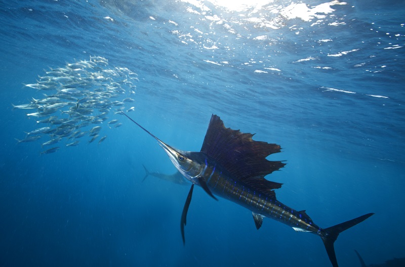 Fishing in the Maldives