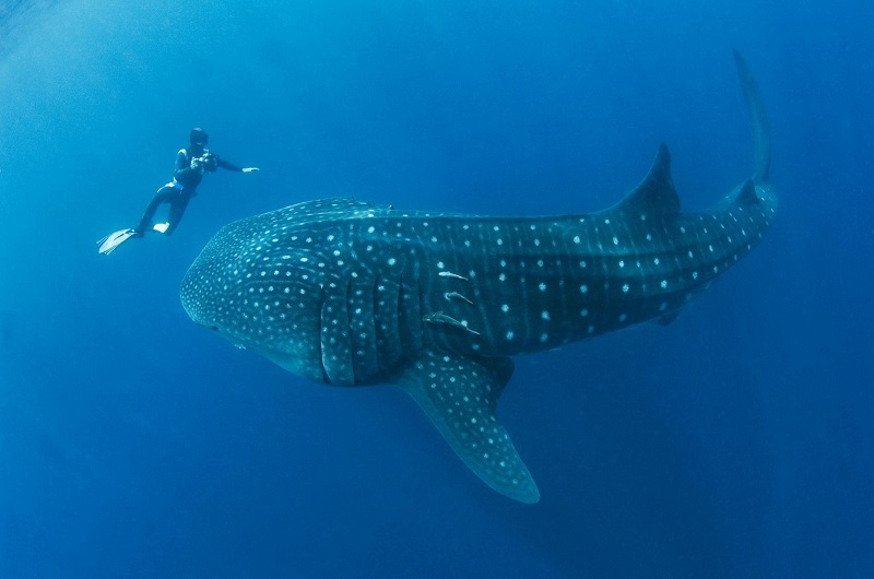 Diving in the Maldives - Private boat chartes Maldives