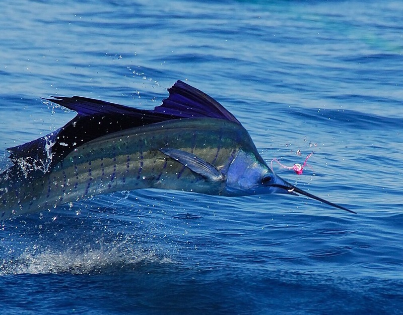 Fishing in the Maldives