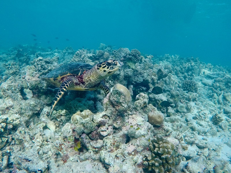 Snorkelling in the Maldives - Private boat charters