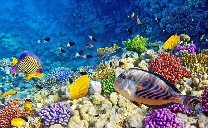 snorkelling in the Maldives